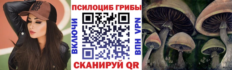 Галлюциногенные грибы Psilocybe  даркнет сайт  Юрьевец 